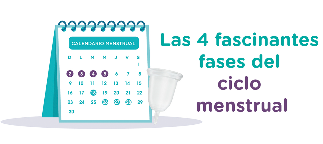 Descifrando el misterio: Las 4 fascinantes fases del ciclo menstrual